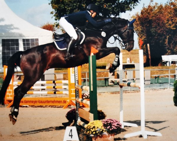 Springpferd Sternling (Hannoveraner, 2014, von Stolzenberg)