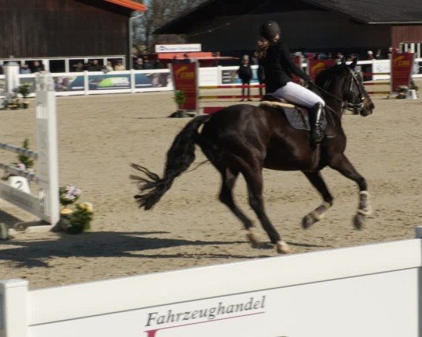Reitturnier Memmingen 2025