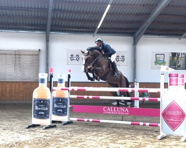 Springpferd Casall Gold (Hannoveraner, 2017, von Casallco) Springpferd Casall Gold (Hannoveraner, 2017, von Casallco)