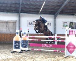 jumper Casall Gold (Hanoverian, 2017, from Casallco)