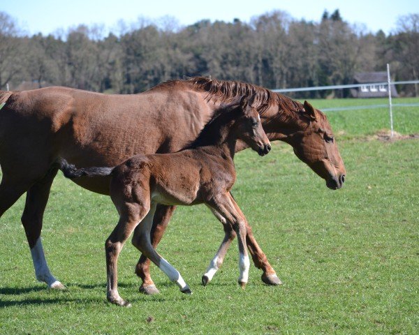 foal by Fürst Findus W (Westphalian, 2025, from Fürst Samarant)