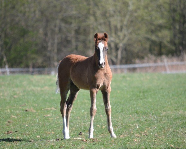 Fohlen von Nimbus W (Deutsches Reitpony, 2025, von Neverland WE)