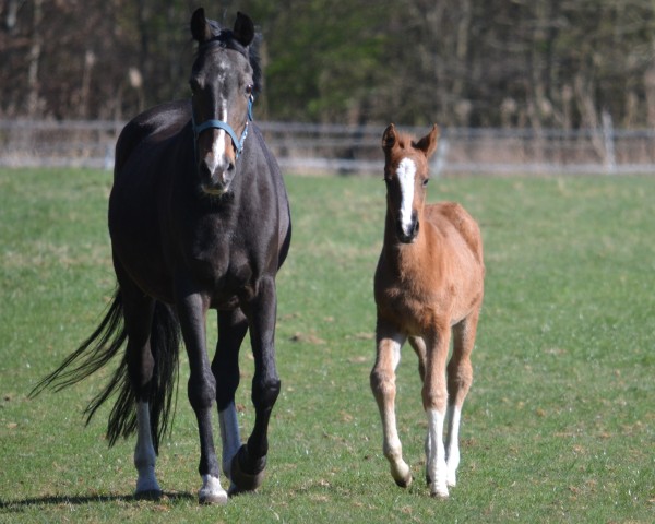 Fohlen von Hermine W (Deutsches Reitpony, 2025, von Hulapalu ZV WE)