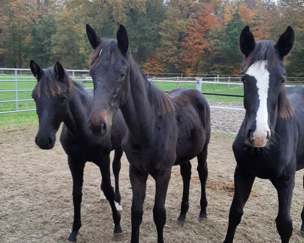broodmare Saphora (Hanoverian, 2020, from St. Schufro)