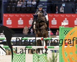 jumper Fato Rebell (German Sport Horse, 2016, from Freeman VDL)