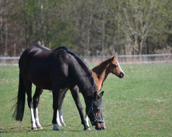 Zuchtstute For Special Girl P (Deutsches Reitpony, 2003, von Special Dream TCF)
