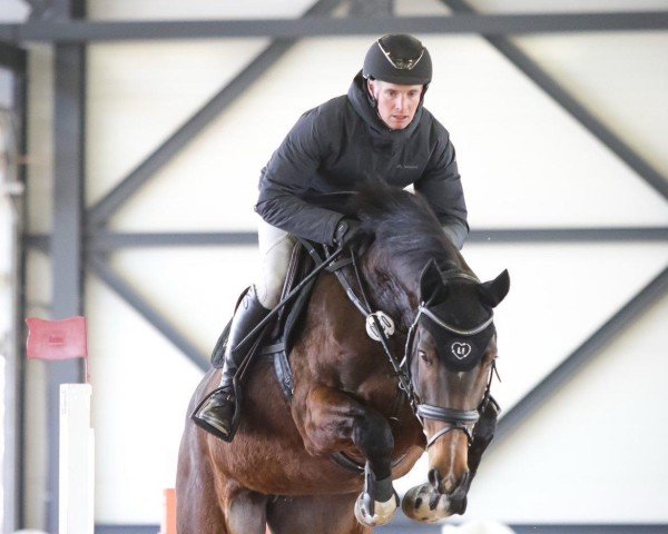 Zuchtstute Balouna G (Hannoveraner, 2016, von Balou du Rouet)