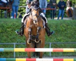 broodmare Celeja (Holsteiner, 2009, from Clarimo Ask)