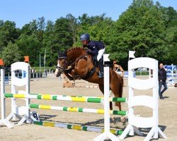 jumper Herzbeben Z (German Riding Pony, 2018, from Aarvandt)