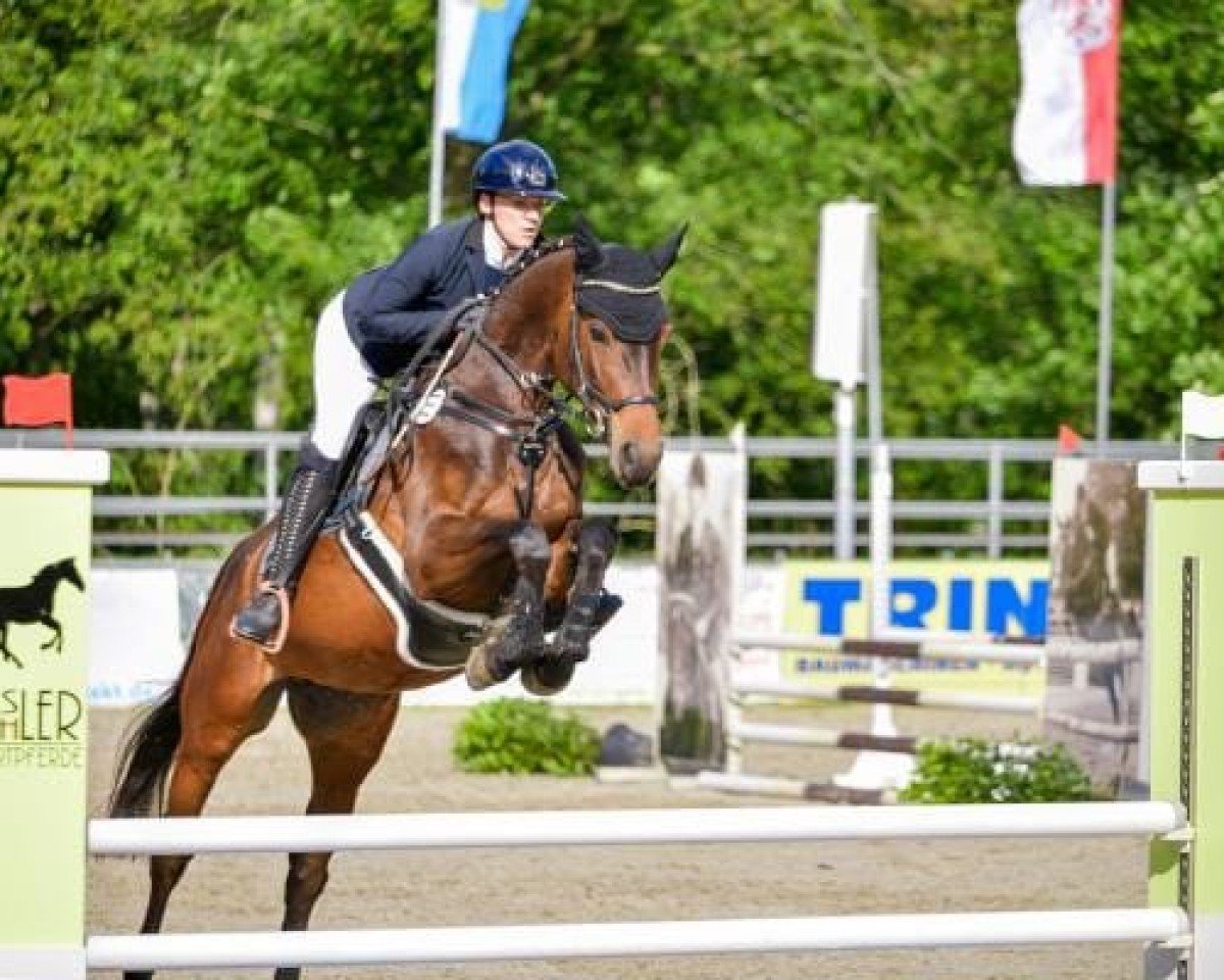 Cavallo da salto Greifenbachs Annuschka (Oldenburger Cavallo da salto, 2019)