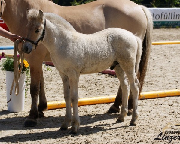 horse Trollfin (Fjord Horse, 2016, from Mr. Tveiten N.2591)