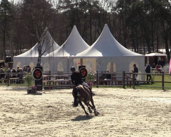 Reitturnier Westergellersen 2025