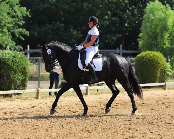 dressage horse Elisenbergs Fibonacci (Hanoverian, 2016, from Fürstenball)