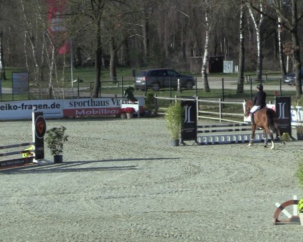 Reitturnier Westergellersen 2025