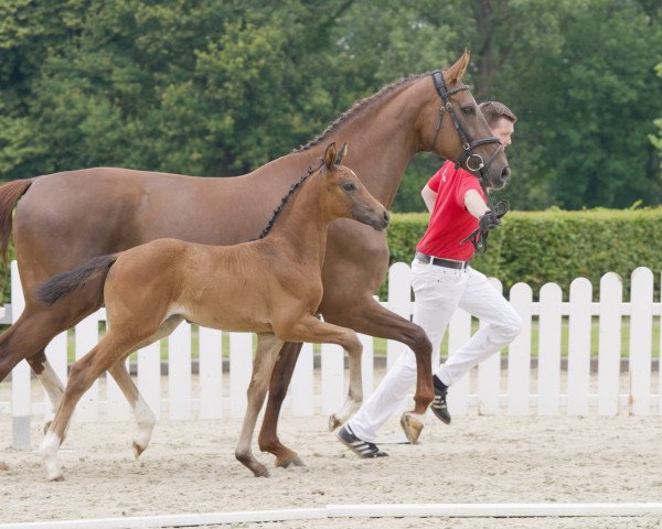 Pferd Darkly Dressed AG (Westfale, 2021, von Dark Dressed Man)