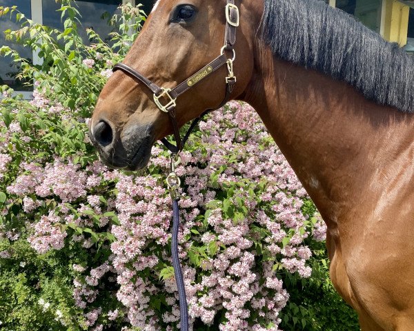 jumper United 55 (Hanoverian, 2007, from Uccello)