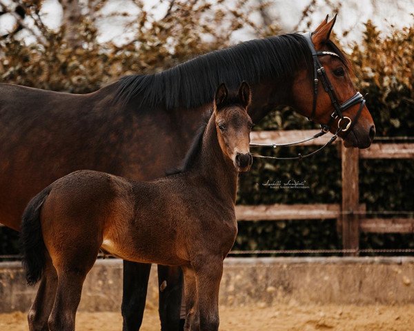horse Stute von Taurus / Ampere (NLD) (Westphalian, 2021, from Taurus)