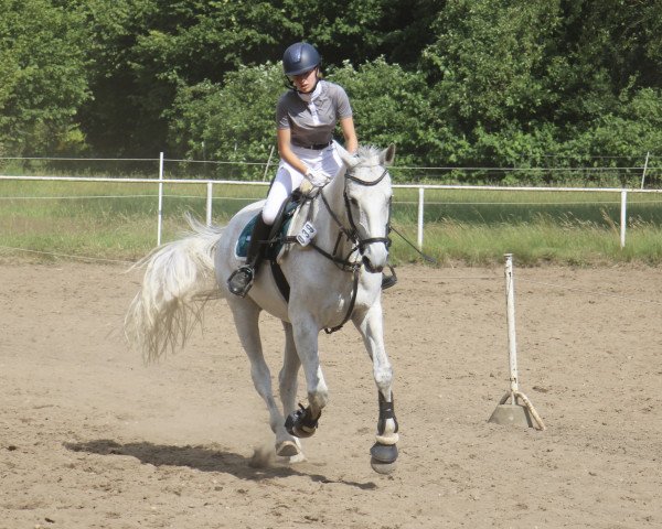 Springpferd Dea de La Luna (Rheinländer, 2010, von DE 331310000001) Springpferd Dea de La Luna (Rheinländer, 2010, von DE 331310000001)