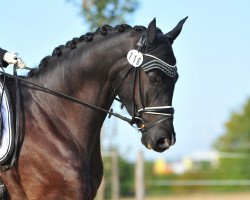 Dressurpferd For Freddy Wm (Oldenburger, 2016, von For Romance I)