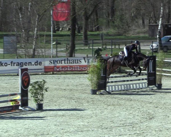 Reitturnier Westergellersen 2025