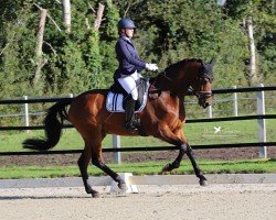 dressage horse Jenairo (KWPN (Royal Dutch Sporthorse), 2014, from Ferdeaux)