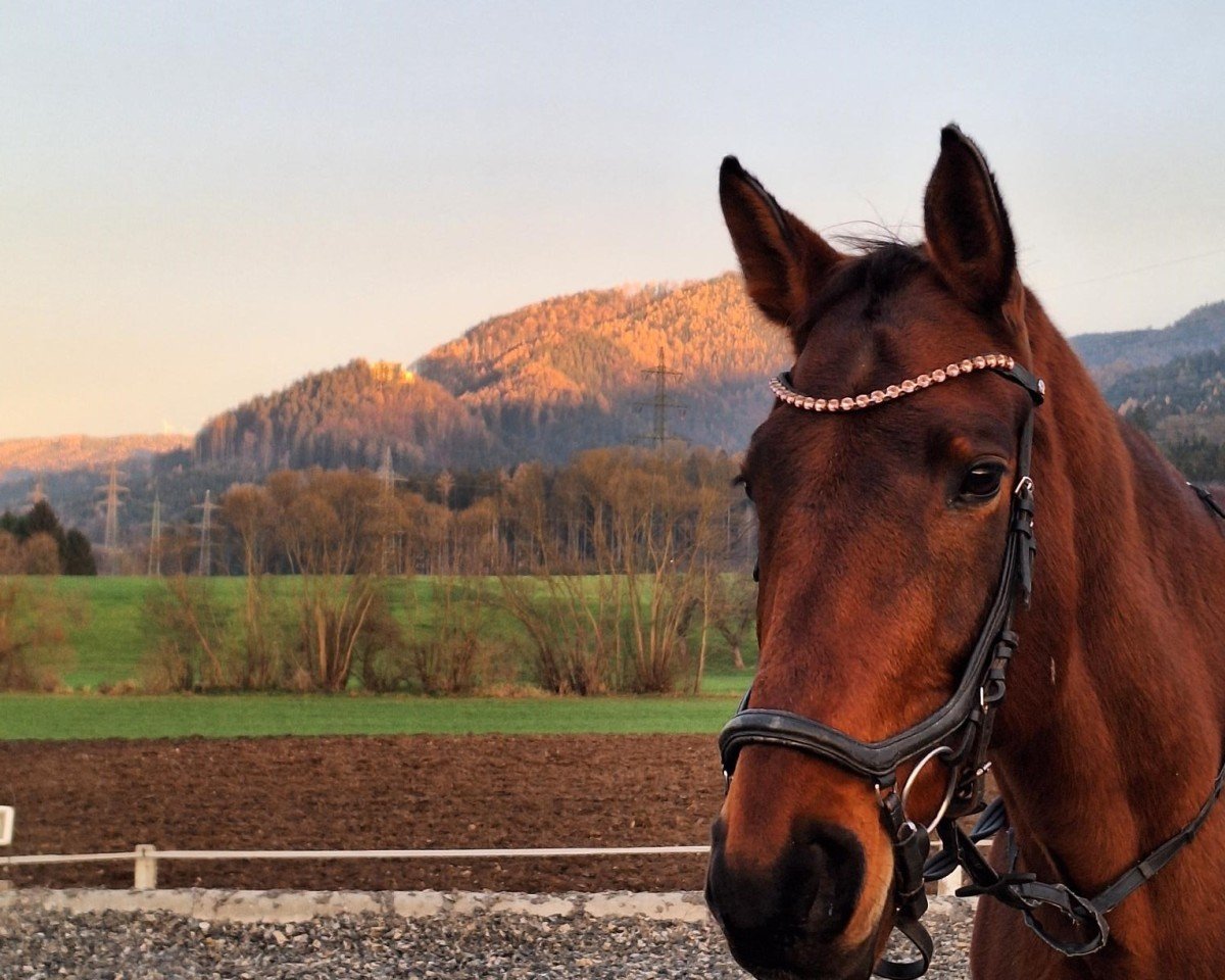 jumper Lybertina Von Shutterfly (Hungarian Warmblood, 2011, from Obora's Shutterfly)