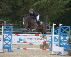 jumper Sweet Sunrise (Hanoverian, 2013, from Stolzenberg)