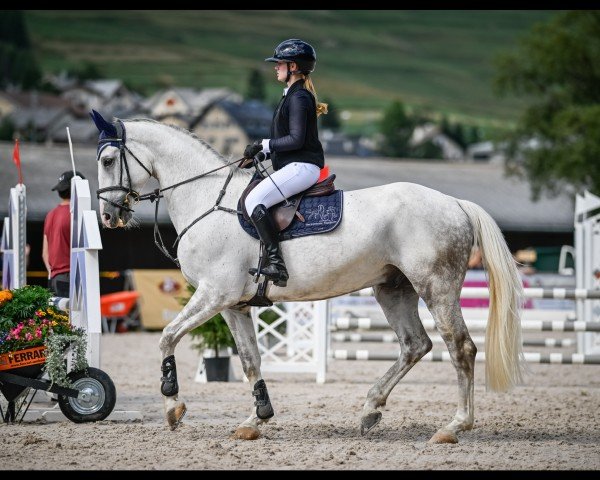 jumper Ziro Blue ZSH 2 (Swiss Warmblood, 2016, from Zirocco Blue)