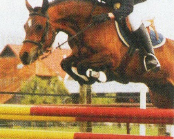 jumper Pearl (New Forest Pony, 1998, from Anydale Ron)