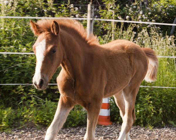 horse Daron (German Riding Pony, 2021, from Donnertraum 2)