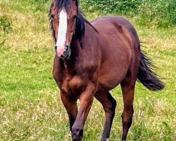 horse Goosebumps (Oldenburg show jumper, 2023, from Duplexx)