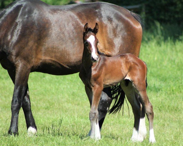 Pferd Baccardi´s Bubble Gum W (Westfale, 2024, von Baccardi’s Best)
