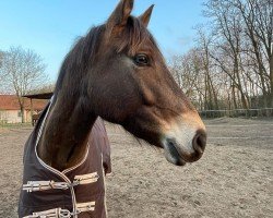 horse Lacci (German Riding Pony, 2020, from Heitholms Mr. Mystic)