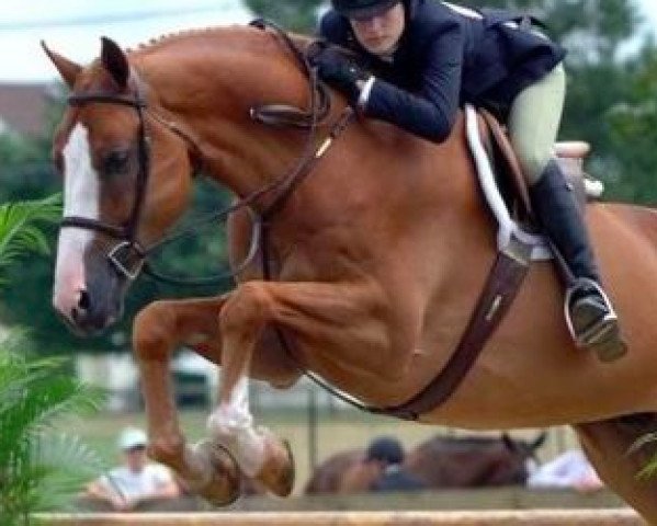 dressage horse Tiziano (Danish Warmblood, 2000, from Hors La Loi II)