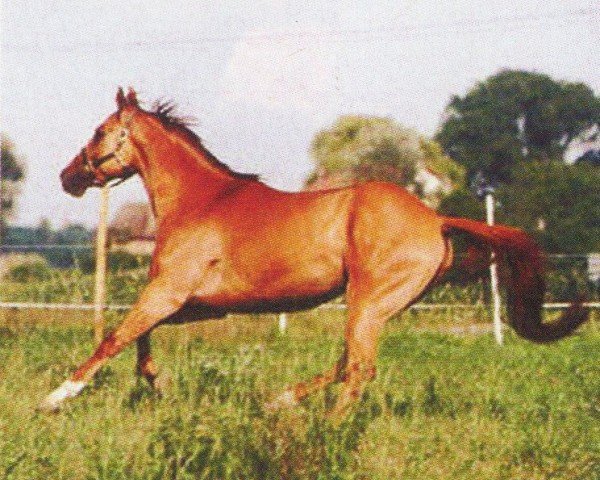 horse Solanos Bar Larry (Quarter Horse, 2000, from Solano Solitaire)