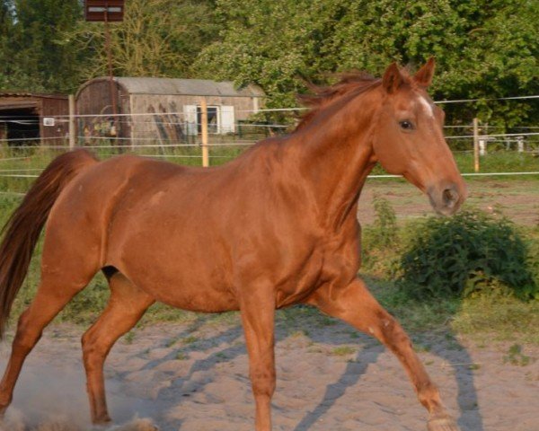 horse Campino (Trakehner, 1999, from Farinelli)