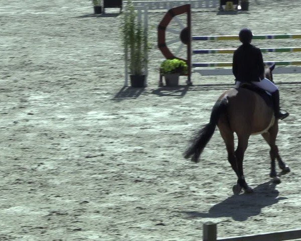Reitturnier Westergellersen 2025