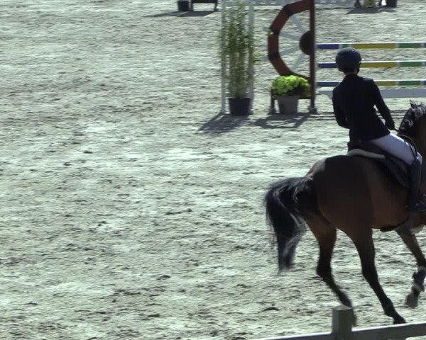 Reitturnier Westergellersen 2025
