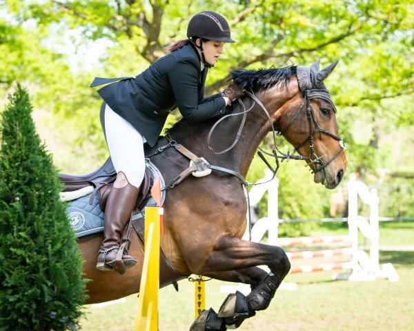 jumper Iwandro (KWPN (Royal Dutch Sporthorse), 2013, from Colandro) jumper Iwandro (KWPN (Royal Dutch Sporthorse), 2013, from Colandro)