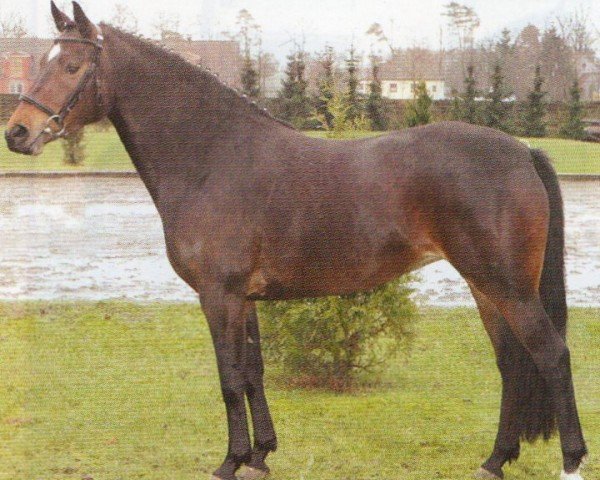horse Heidemarie H (Hanoverian, 2002, from Hohenstein I)