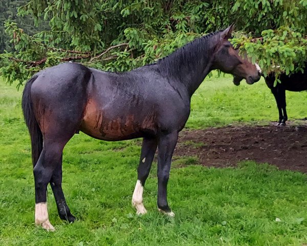 horse Caruso AP Z (Zangersheide riding horse, 2019, from Cicero Z van Paemel)