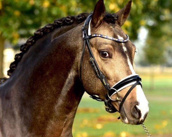 dressage horse Der Kleine Diamant G (German Riding Pony, 2017, from Diamond Touch NRW)