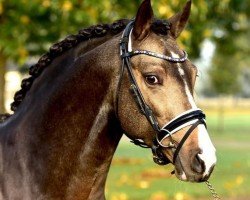 dressage horse Der Kleine Diamant G (German Riding Pony, 2017, from Diamond Touch NRW)