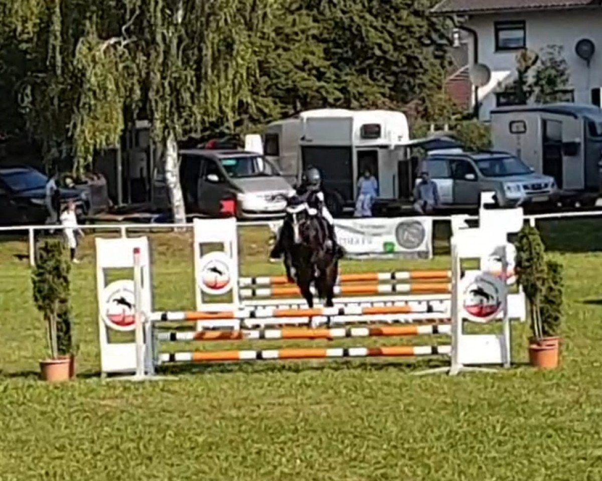 Pferd Julie (Deutsches Reitpony, 2007)