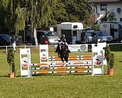 horse Julie (German Riding Pony, 2007)