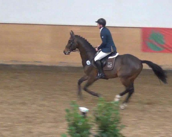 Hallenturnier auf der Anlage des Holsteiner Zuchtverbandes 2013