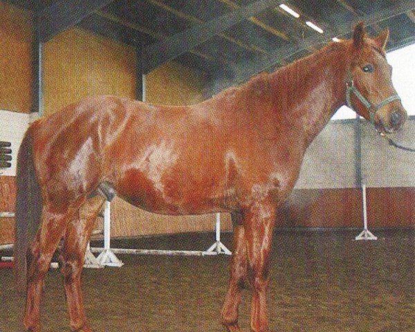 Pferd Rudolpho (Oldenburger, 2002, von Rubin Royal OLD)