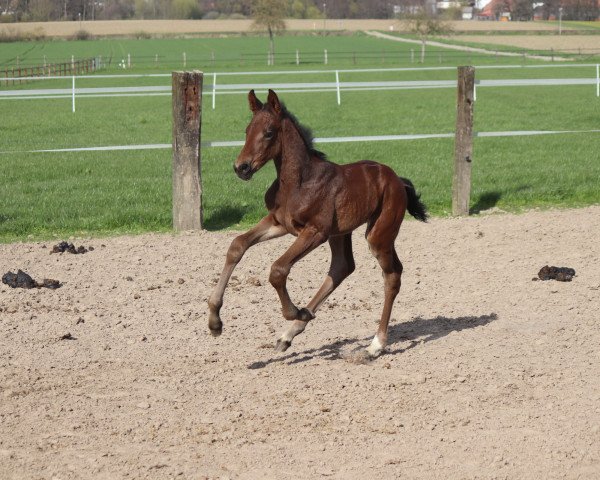 horse Zahrah K (Westphalian, 2021, from Zinedream)