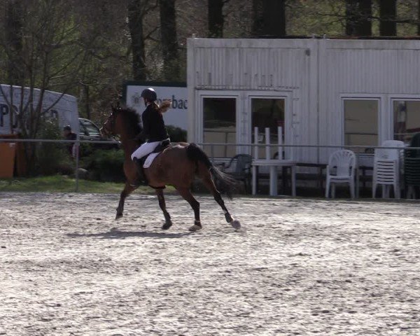 Reitturnier Pietzpuhl 2025