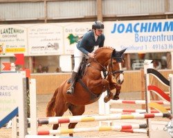 jumper Quite Right 14 (Hanoverian, 2019, from Quasimodo vd Molendreef)